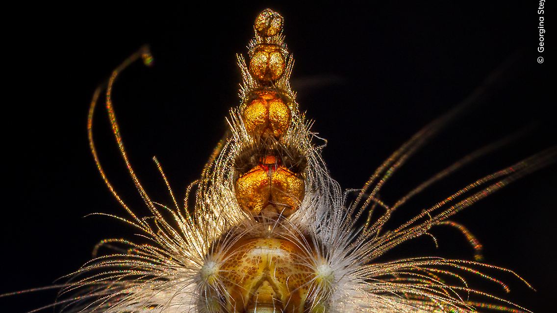 © Georgina Steytler, courtesy Wildlife Photographer of the Year.jpg