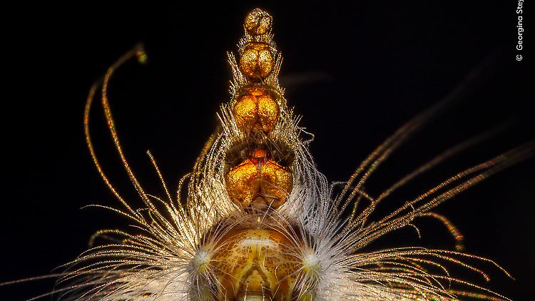 © Georgina Steytler, courtesy Wildlife Photographer of the Year.jpg