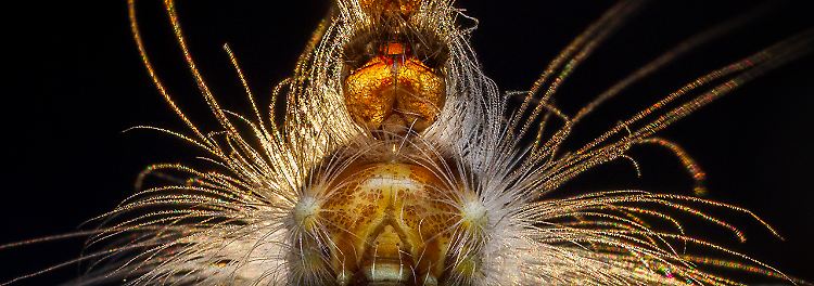 © Georgina Steytler, courtesy Wildlife Photographer of the Year.jpg