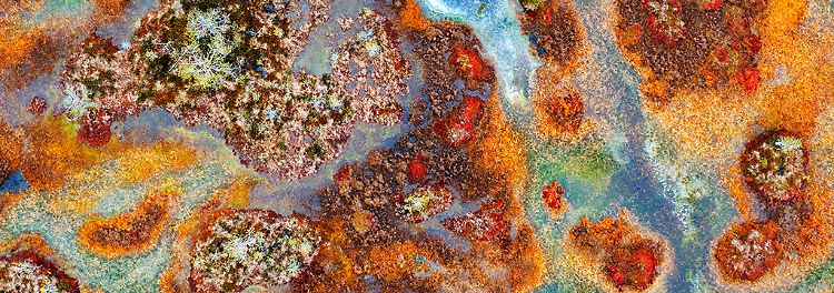 © Alexey Kharitonov, courtesy Wildlife Photographer of the Year (3).jpg