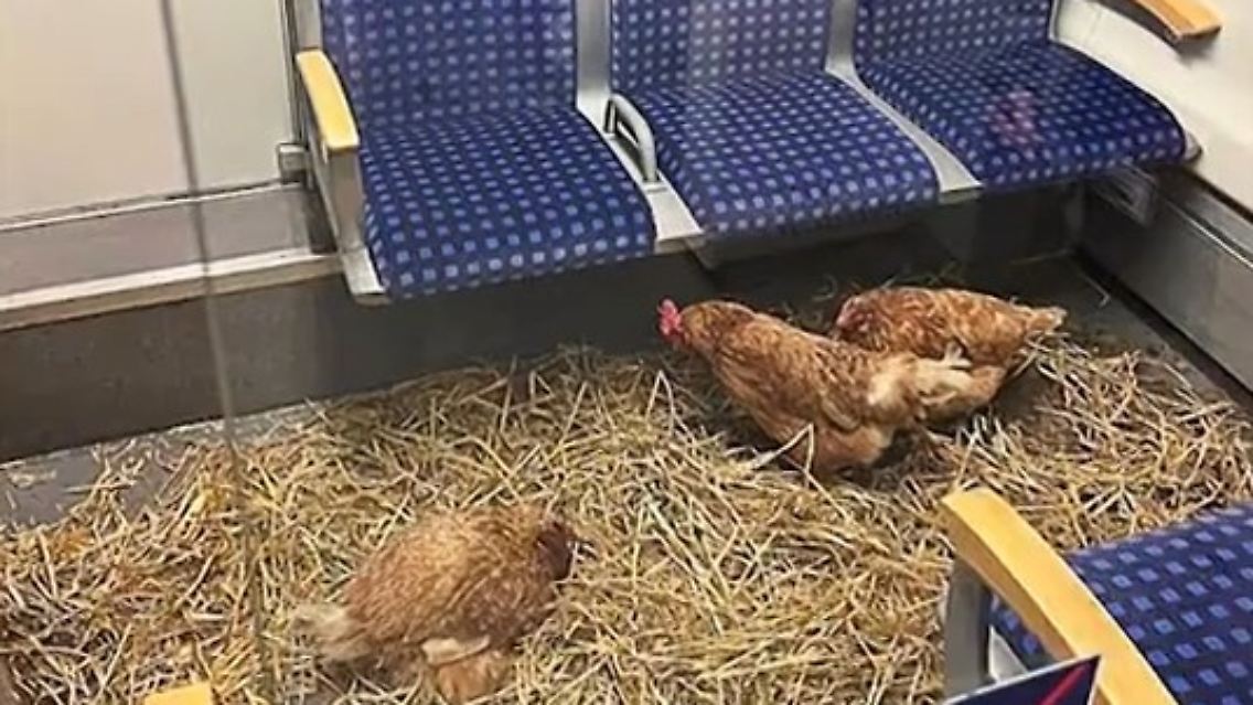 HühnerSbahn.jpg