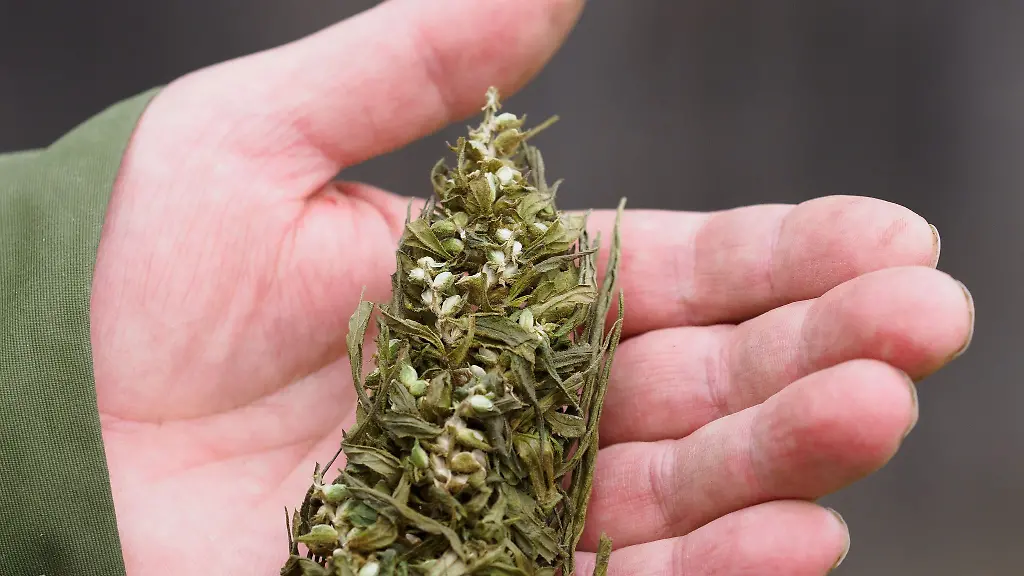 Ein-Landwirt-haelt-die-Bluete-einer-Hanfpflanze-in-der-Hand