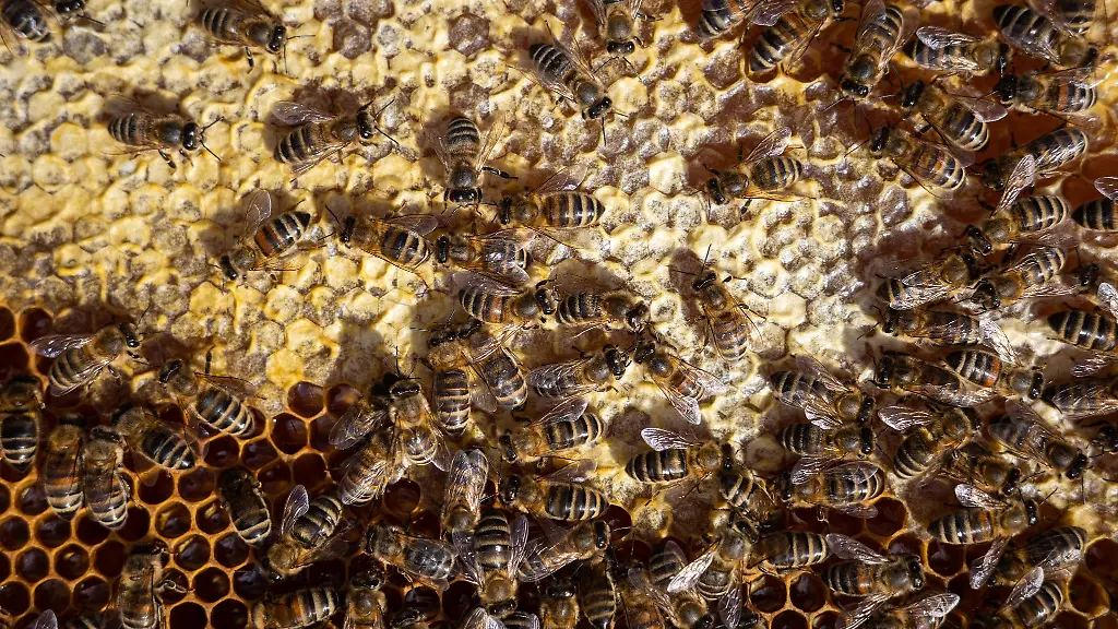 Bienen-sitzen-auf-einem-Bienenrahmen
