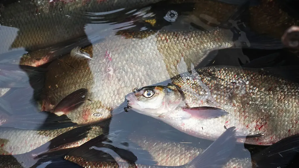 Frisch-gefangene-Brassen-liegen-in-einem-Fischerkahn-am-Ufer-der-Unteren-Havel