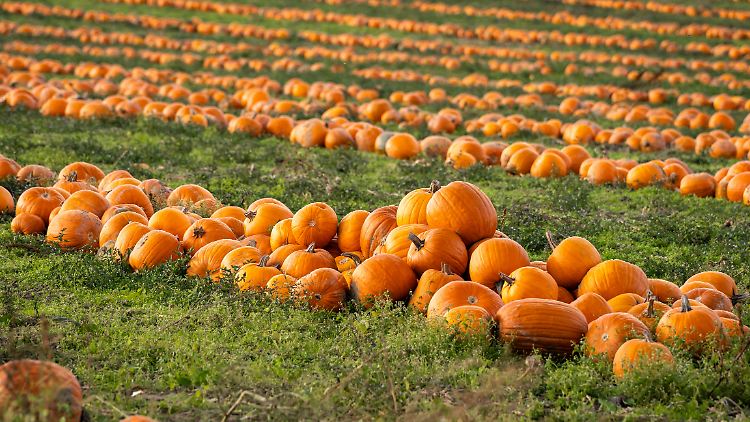 Kürbis gehört zum Herbst einfach dazu.