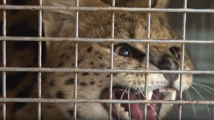 Screenshot 2025-10-16 142713.png