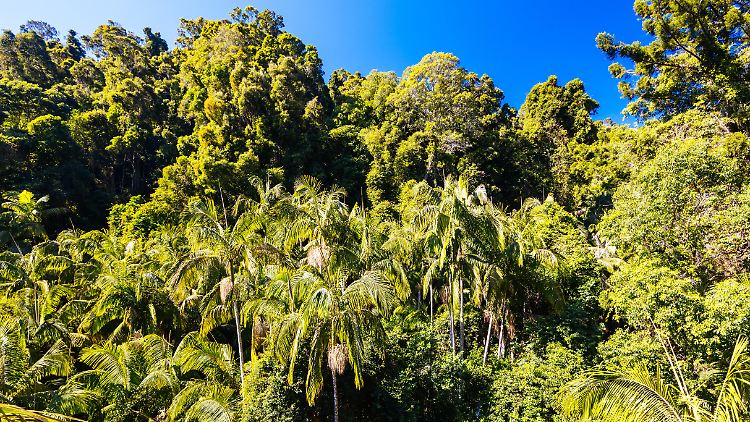 Das Baumsterben in Australien ist ein immer größer werdendes Problem.