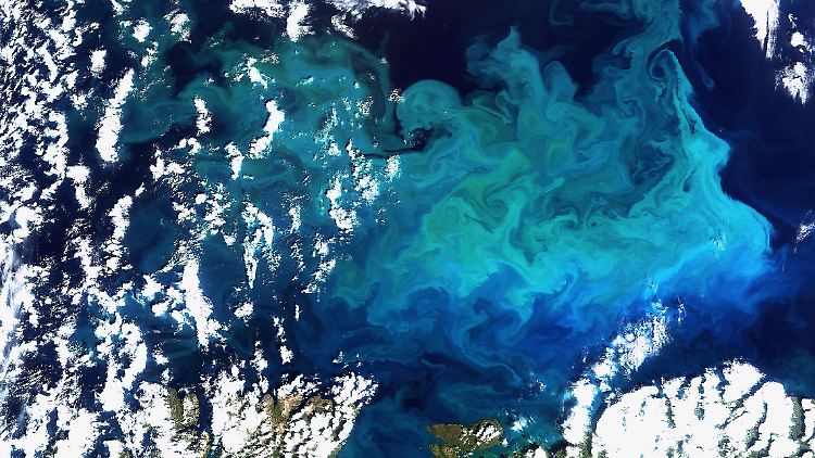 Plankton, aufgenommen vom Satelliten Envisat im August 2009 im Norden Europas: Der Phytoplankton-Gehalt der Meere hat im vergangenen Jahrhundert in fast allen Regionen der Erde abgenommen.