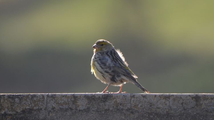 Mit Testosteron behandelte Kanarienvogel-Weibchen fingen innerhalb einiger Tage an zu singen.
