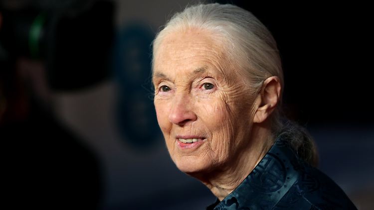 Die britische Schimpansen-Forscherin und Umwelt-Aktivistin Jane Goodall ist tot.