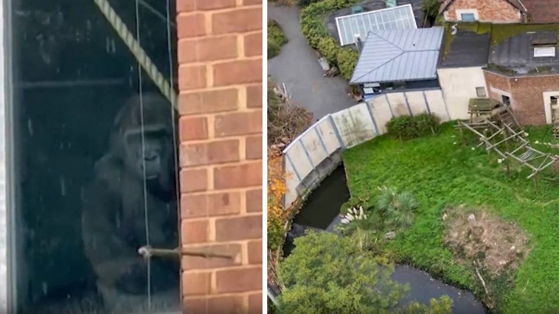 Gorillas.jpg