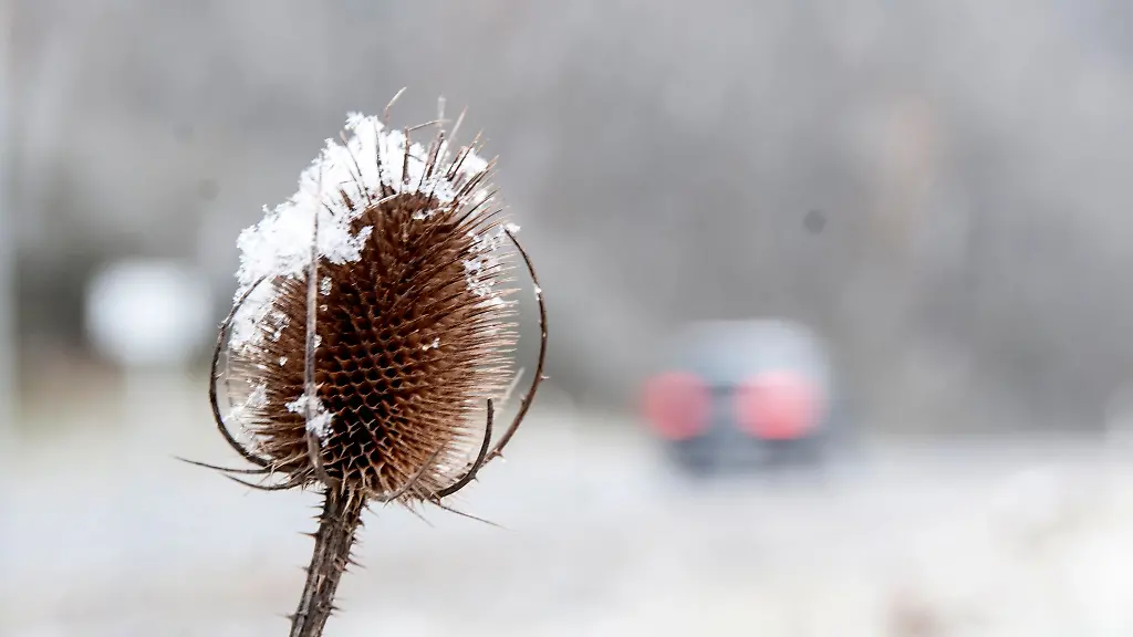 Schnee-ist-auf-Disteln-an-einer-Landstrasse-liegen-geblieben