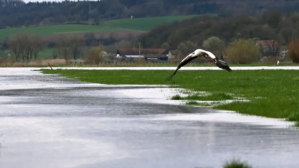 Ein-Storch-hebt-ueber-einer-vom-Hochwasser-ueberfluteten-Wiese-ab