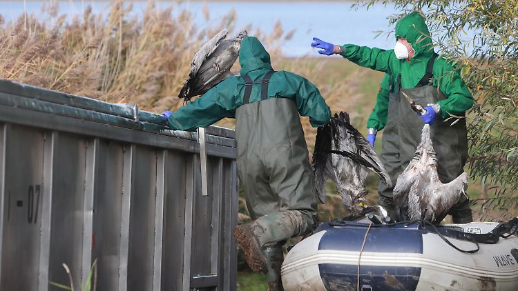 Einsatzkräfte der Feuerwehr entsorgen verendete Kraniche in einem Container.