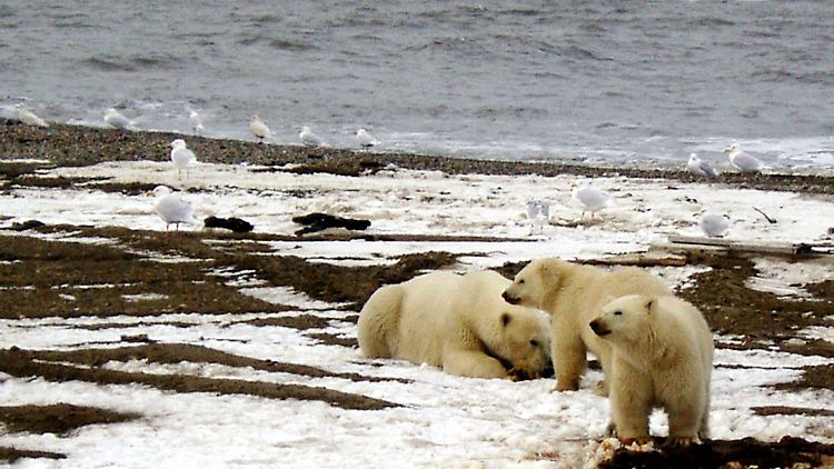 In dem Naturschutzgebiet leben unter anderem Eisbären und zahlreiche Vogelarten.