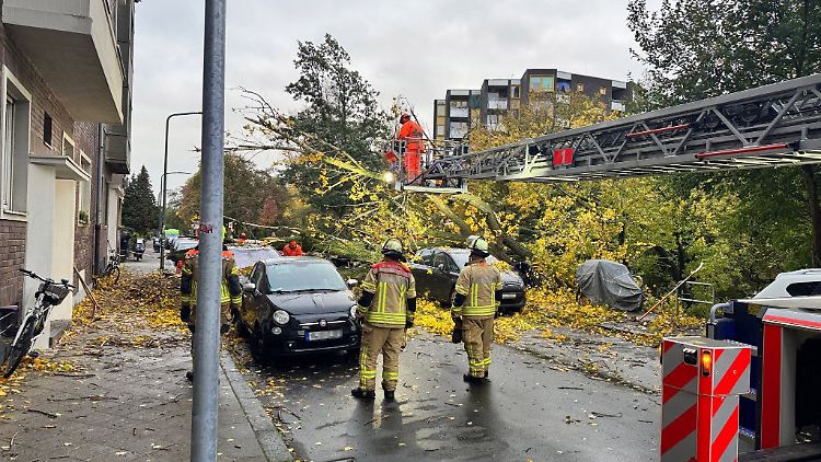 Sturmböen in Düsseldorf: Ein rund 50 Meter hoher Baum stürzt um. (Symbolbild)