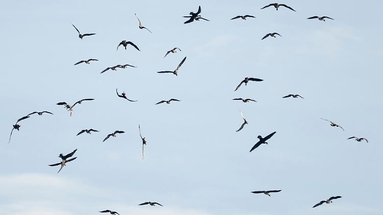 Kraniche am Himmel über Brandenburg