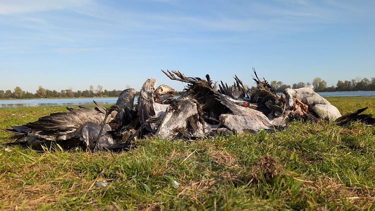 Zehntausende Tiere sind dem Virus in diesem Jahr bereits zum Opfer gefallen.