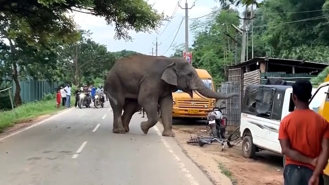 Elefant Indien2.jpg