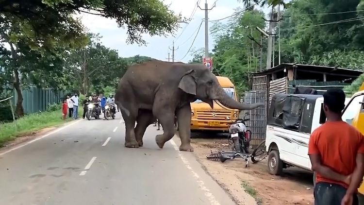 Elefant Indien2.jpg