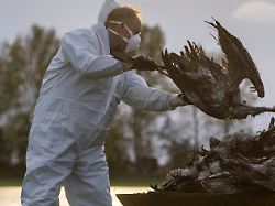 "Doppelinfektion vermeiden": Wegen Vogelgrippe: Stiko empfiehlt Grippeimpfung