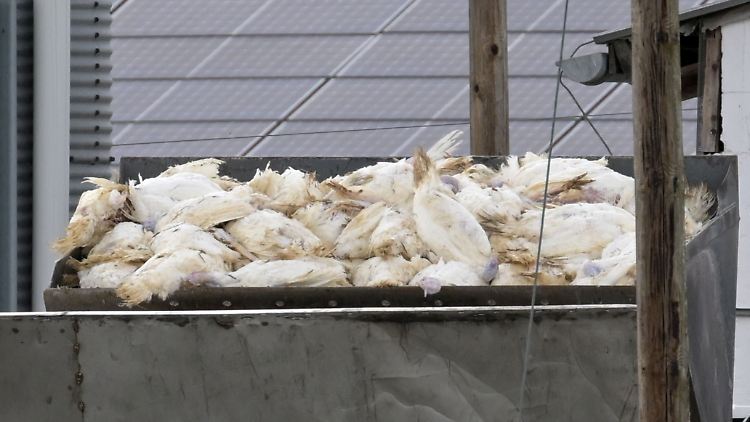 Während einer der bislang schwersten Seuchenzüge im Winter 2020/21 wurden bundesweit mehr als zwei Millionen Tiere gekeult.