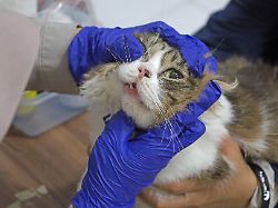 Mangel an Verstand und Tierwohl: Veterinäre rufen nach Haustierführerschein für Privatpersonen