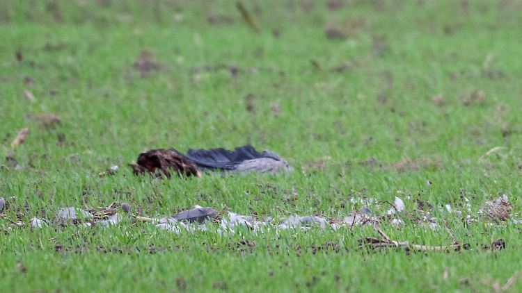 Rastgebiete von Zugvögeln sollen laut FLI aktuell gemieden werden, Tiere sollten nicht aufgescheucht und tote Vögel nicht berührt werden.