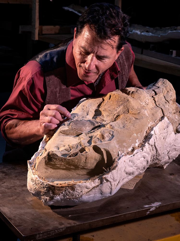 Professor Paul Sereno von der Universität Chicago bestaunt die gut erhaltenen Hufe an den Füßen einer erwachsenen Mumie des Edmontosaurus annectens mit dem Spitznamen "Ed Sr.".