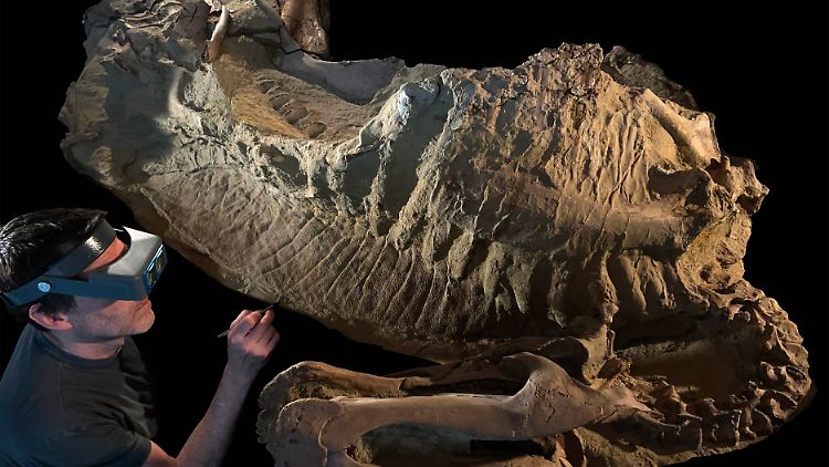 Mumie des jungen Entenschnabeldinosauriers Edmontosaurus annectens. Sie wurde vor etwa 66 Millionen Jahren von Flutwasser bedeckt, wodurch ihr versteinertes Skelett und in einer dünnen Lehmschicht große Bereiche ihrer schuppigen, faltigen Haut und ein hoher fleischiger Kamm auf ihrem Rücken erhalten blieben.