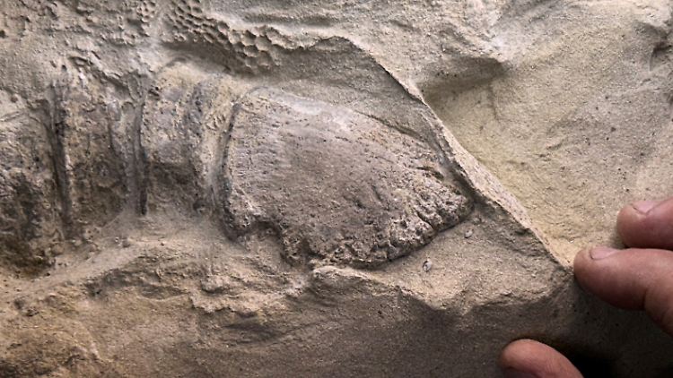 Der Huf, der als sehr dünne Lehmschicht erhalten geblieben ist, bedeckt den Endzehenknochen im Fuß einer Mumie des erwachsenen Entenschnabelsauriers.