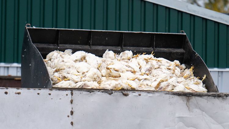 Tausende Masthähnchen müssen wegen der Vogelgrippe sterben.