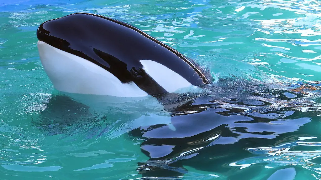 2015-01-25T120000Z-580481636-TM3EB1L17Q001-RTRMADP-3-USA-WHALE-LOLITA