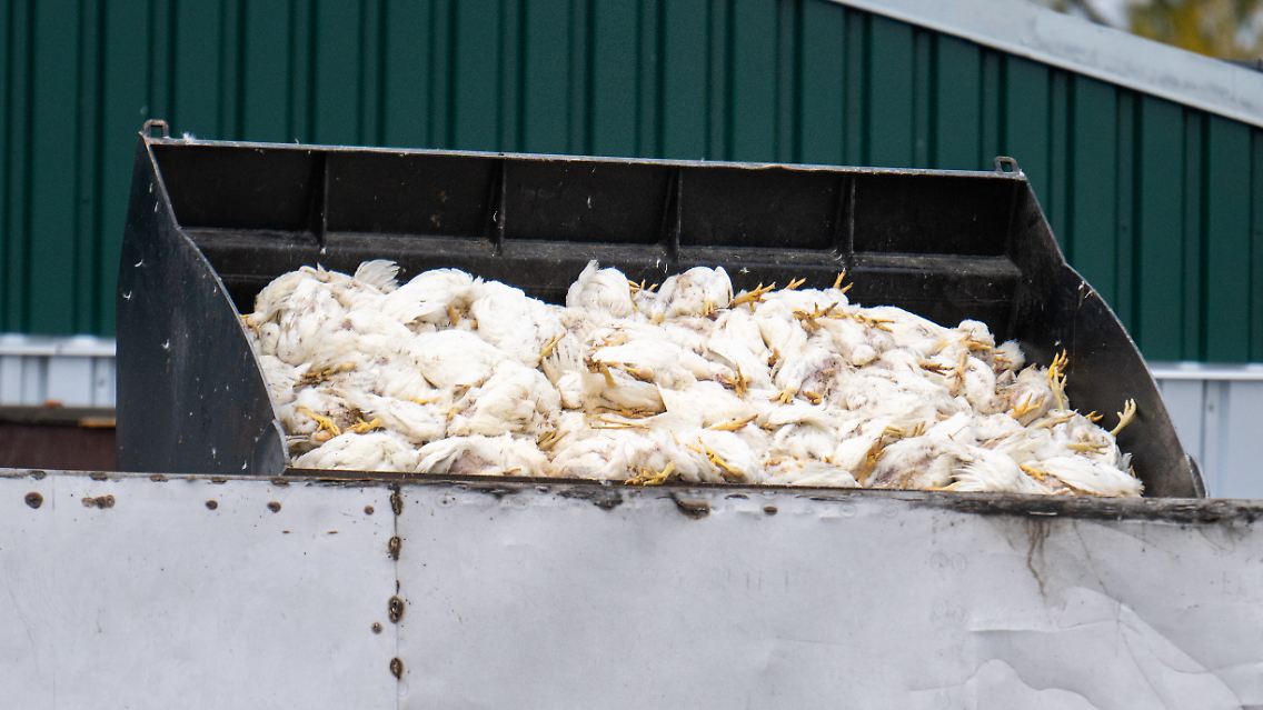 Nach einem Ausbruch in Brandenburg wurden alle Tiere in dem Geflügelmastbetrieb getötet.