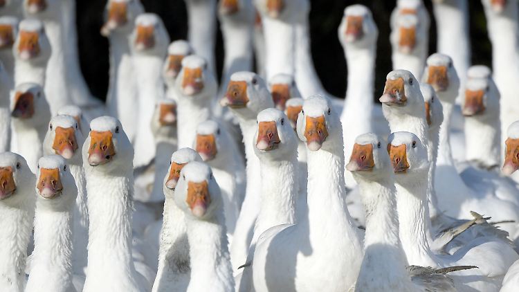 Im Saarland müssen Gänse ab Donnerstag im Stall stehen.