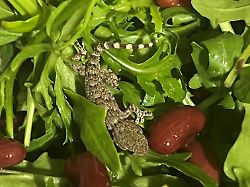 "Mr. Bean" kam in Rucola-Packung: Polin entdeckt lebenden Gecko im Supermarkt-Salat