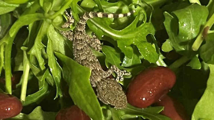 Da muss man schon etwas genauer hinschauen.