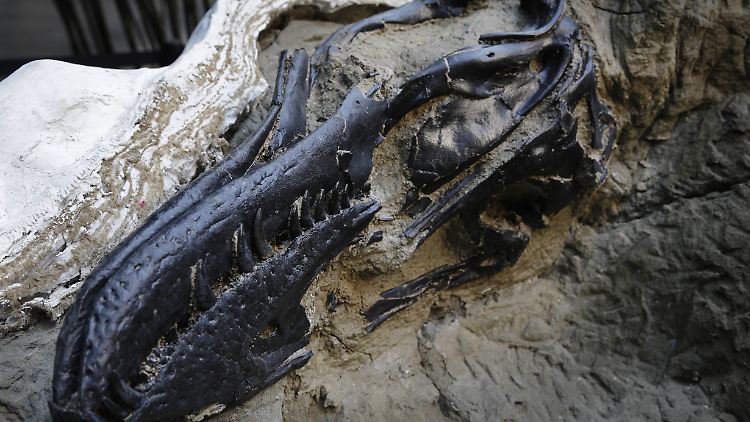 Lange Zeit war umstritten, ob der Nanotyrannus lancensis als eigene Art zu betrachten sei.