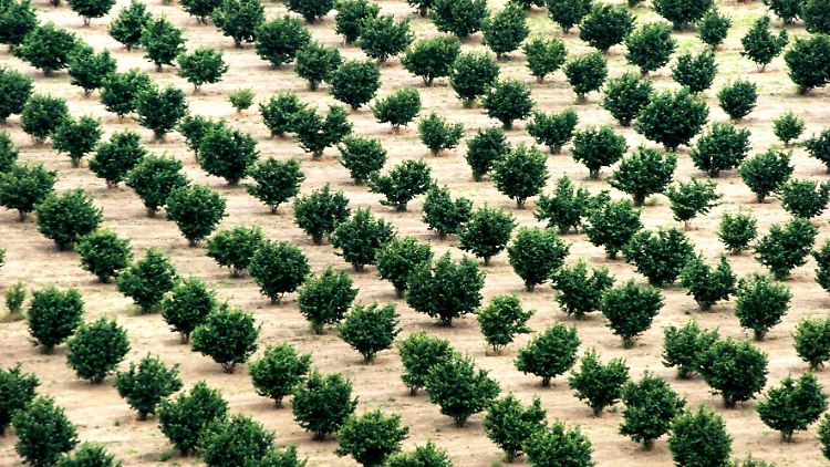 Unter anderem der Klimawandel und die Haselnusswanze machen den Nussbäumen im Piemont zu schaffen.