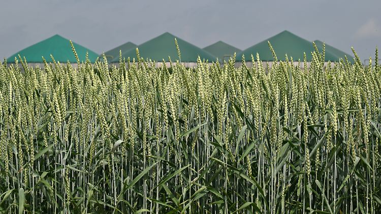 In den großen grünen Biogasanlagen braut sich was zusammen: Versorgungssicherheit. 