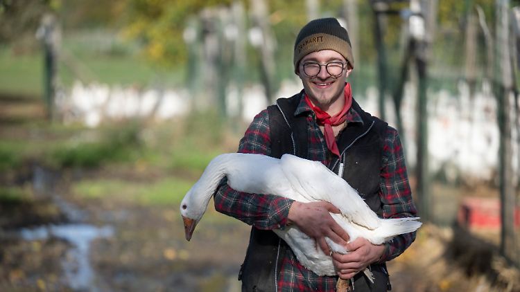 "Bei Vogelgrippe sagen zu müssen, wir können die Gänse nicht mehr verkaufen, müssen alles plattmachen" - der Gedanke bereite ihm Kummer, sagt Landwirt Nils Mann.