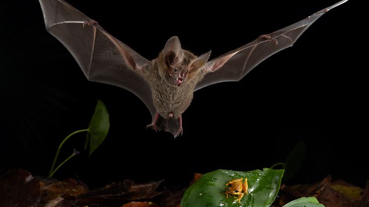 Keine Angst vor schwerer Beute: Eine Fransenlippenfledermaus (Trachops cirrhosus) über einem Frosch.