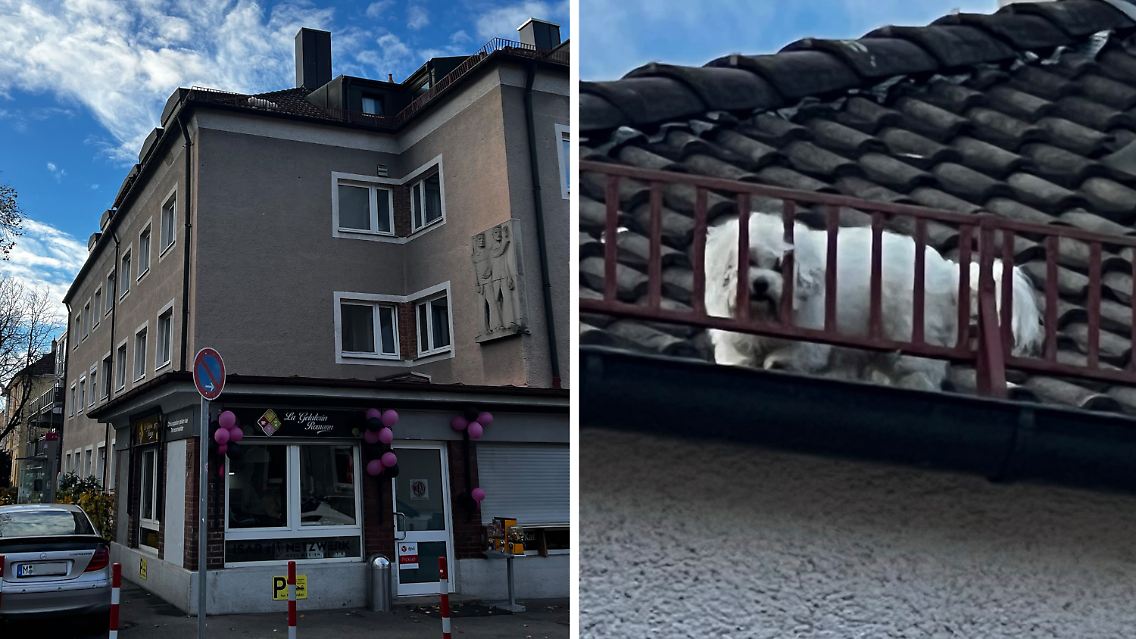 Wie der Vierbeiner aufs Dach kam, weiß derzeit niemand.