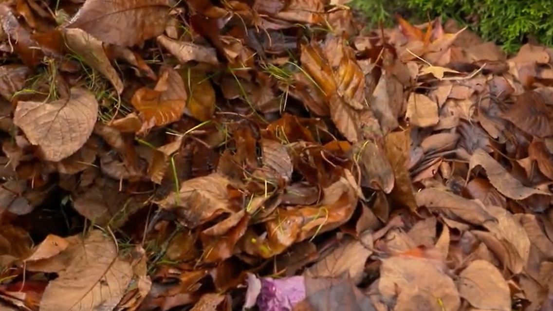 Laub-Screenshot 2025-11-05 135020.jpg