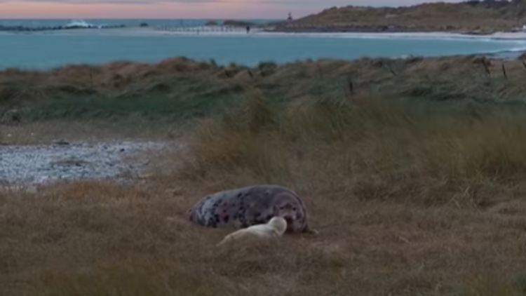 Die Düne bei Helgoland ist mit ihren breiten Sandstränden ein beliebtes Aufenthalts- und Aufzuchtgebiet.
