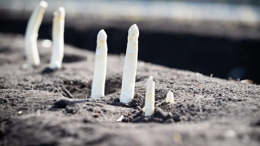 Auf-einem-Feld-von-einem-Spargelhof-waechst-Spargel-Bleichspargel