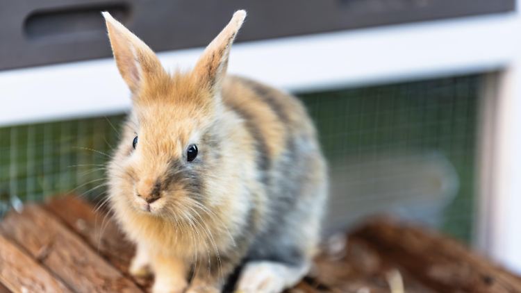 Unerwünschte Kaninchen müssen in der Schweiz nicht mehr ausgesetzt werden.