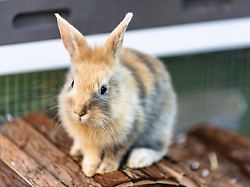 In Deutschland gescheitert: Schweiz bietet erste Babyklappe für Tiere an