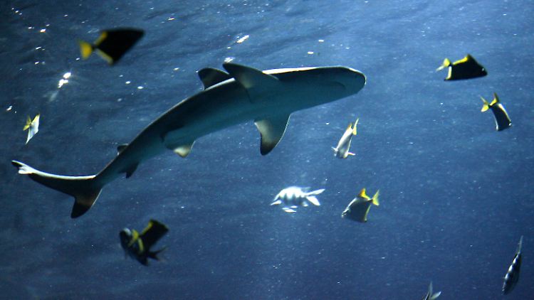 Riffhaie bei den Bahamas: wenn die Zahl der Haie zu sehr sinkt, schadet das den Riffen