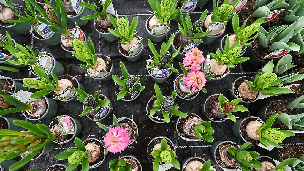 Fruehlingsblumen-stehen-in-einer-Gaertner-im-Gewaechshaus